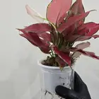 نباتات منزلية