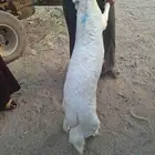 طليان ساواكني 1 حري2 تيس 1 مشروطه وحد منهم نحيف وكله سمان