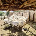 عرض خاص ولأول مره ضان رفيديات العدد50كلها قريب