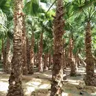 نخل واشنطن نخيل