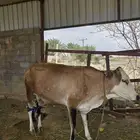 بقره هولنديه