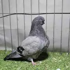 لونق ومفتل