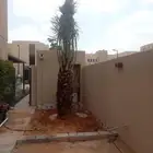 نخل مثمر خلاص مجدل عجوه نبوت سلطان شيشي برحي
