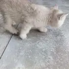 سكوتش استريت
