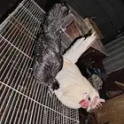 ججاج حباحب ديش ودجاجة ودجاجة رجانة وديش حساوي