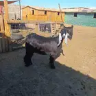 جفارعوارض طيبات العدد6 على السوم