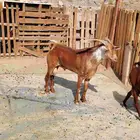 تيس فحل