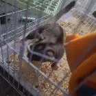 Flying squirrel sugarglider