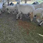 حريات متابيع تم البيع