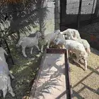 طليان تربيه للبيع
