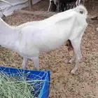 للبيع صخله حامل بس توها على السوم