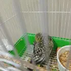 ببغاء كراون فراشه