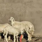 طلي مشروع فحل