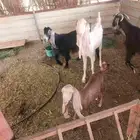 عنزثنيه مشروكه معهاجفره