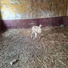 نعجة منتوج بفرير