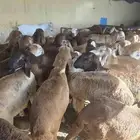 سواكني حمري