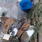 أرانب عمر شهرين