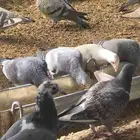 حمام زاجل بيور