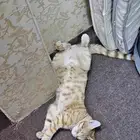 بسه للتبني