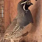 ذكر سمان كاليفورنيا للبيع