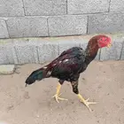 جوز شامو ياباني