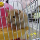 Hamster