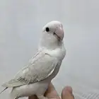 زوج روز ( أليف ) العمر اقل من سنه