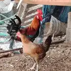 دجاج بلدي عربي