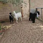 معزا وفحل بريده