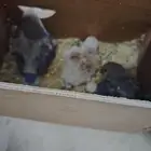فروخ روز غر