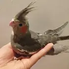 فرخ كروان قمة الولافه قريب فطام للبيع