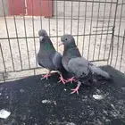 صنعاني أو صنعاوي أزرق أصيل صوت وحجم شرط