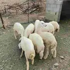 خرفان ورخال سمان ونظاف