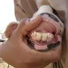 شاه نجديه