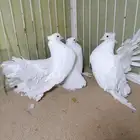 رقاص أمريكي ابيض