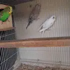 بادجي ( اقبل بدل باي شيء يعني ببغاوات الدجاج والحمام لا)