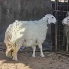 رخل 9 شهور مغلقه شحم