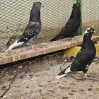 طبات قطايف طيبه تم البيع