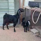عنز متوم