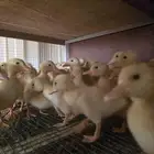 صوص بط بكيني للبيع بسعر خاص ومغري