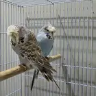 للبيع زوج بادجي انجليزي كرست