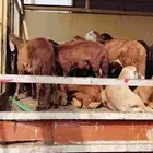 سواكن تربيه