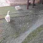 قطوتين شيرازي