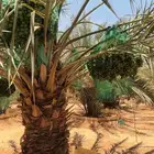 العفجه نجديه الرحمانيه الشديده الرفايع العتيق الدلم نعجان