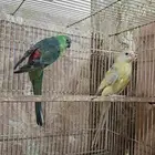 زوج براكيت منتج