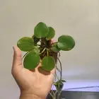 نبات مائي طافي (احجام مختلفة)