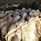 ذبايح للبيع الموقع جهت ابو القعايد