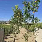 جميع انواع الحمضيات والمقاسات