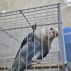 زوج روز للبيع