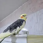 كروان ذكر اليف و بصحة جيدة